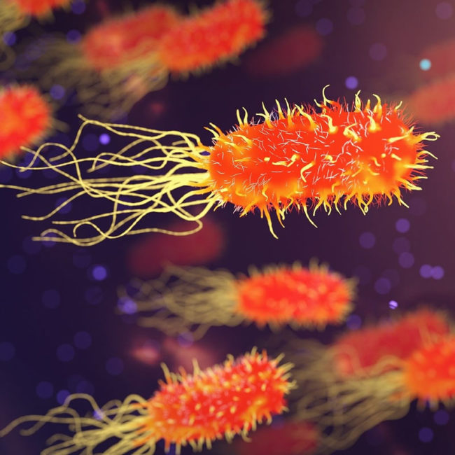 Cook and Co – Fondamentaux hygiene HACCP